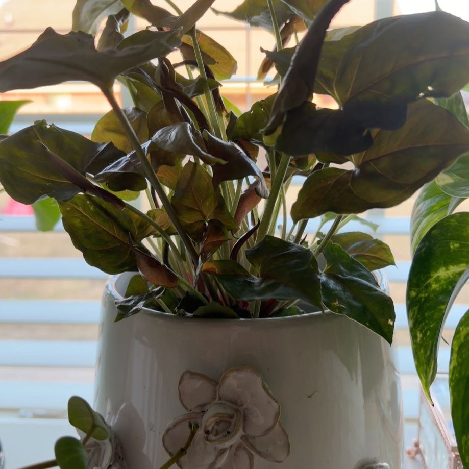 Photo of the plant species Bronze Maria Allusion by @TrishaSalas named Dolores on Greg, the plant care app