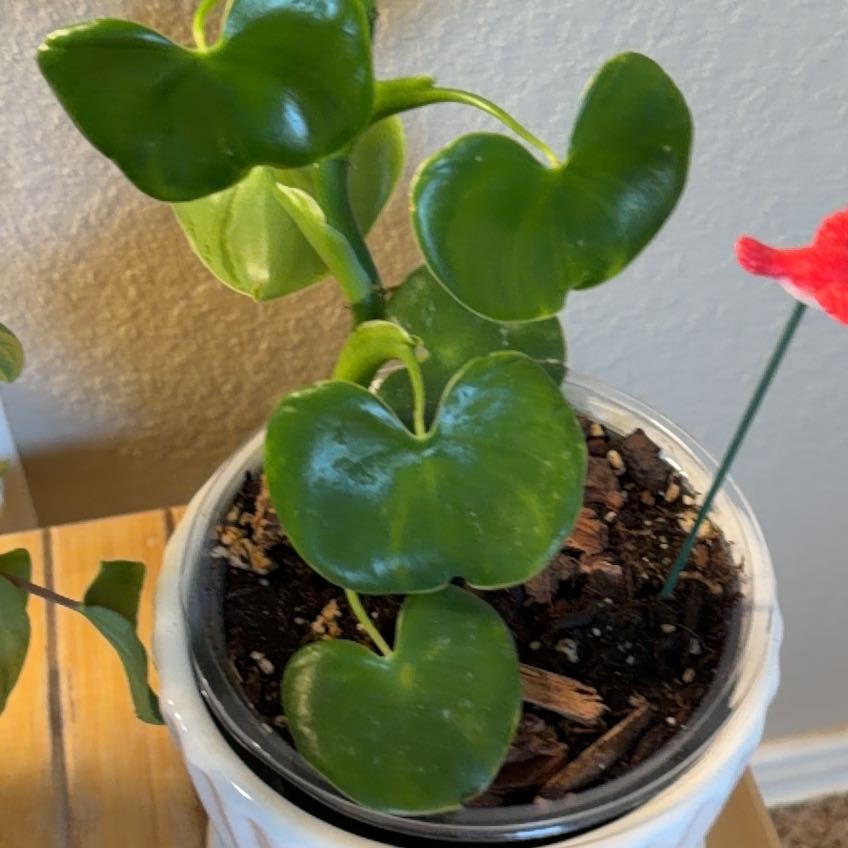 Photo of the plant species Philodendron grazielae by @TrishaSalas named Sproutacus on Greg, the plant care app