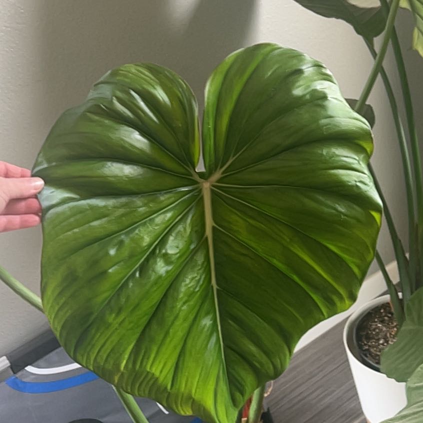 Philodendron 'McDowell' with a large, healthy green leaf. Hand holding the leaf.