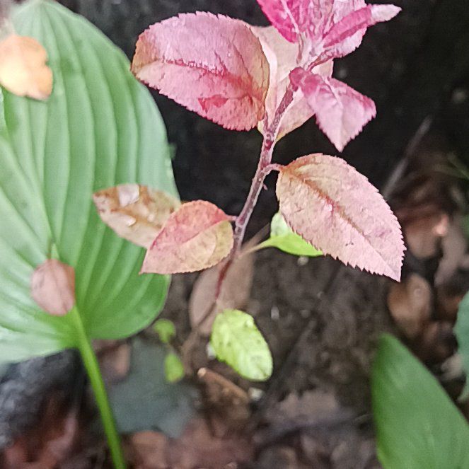 Photo of the plant species Cherry Plum by @DirectLemon named Kendall on Greg, the plant care app