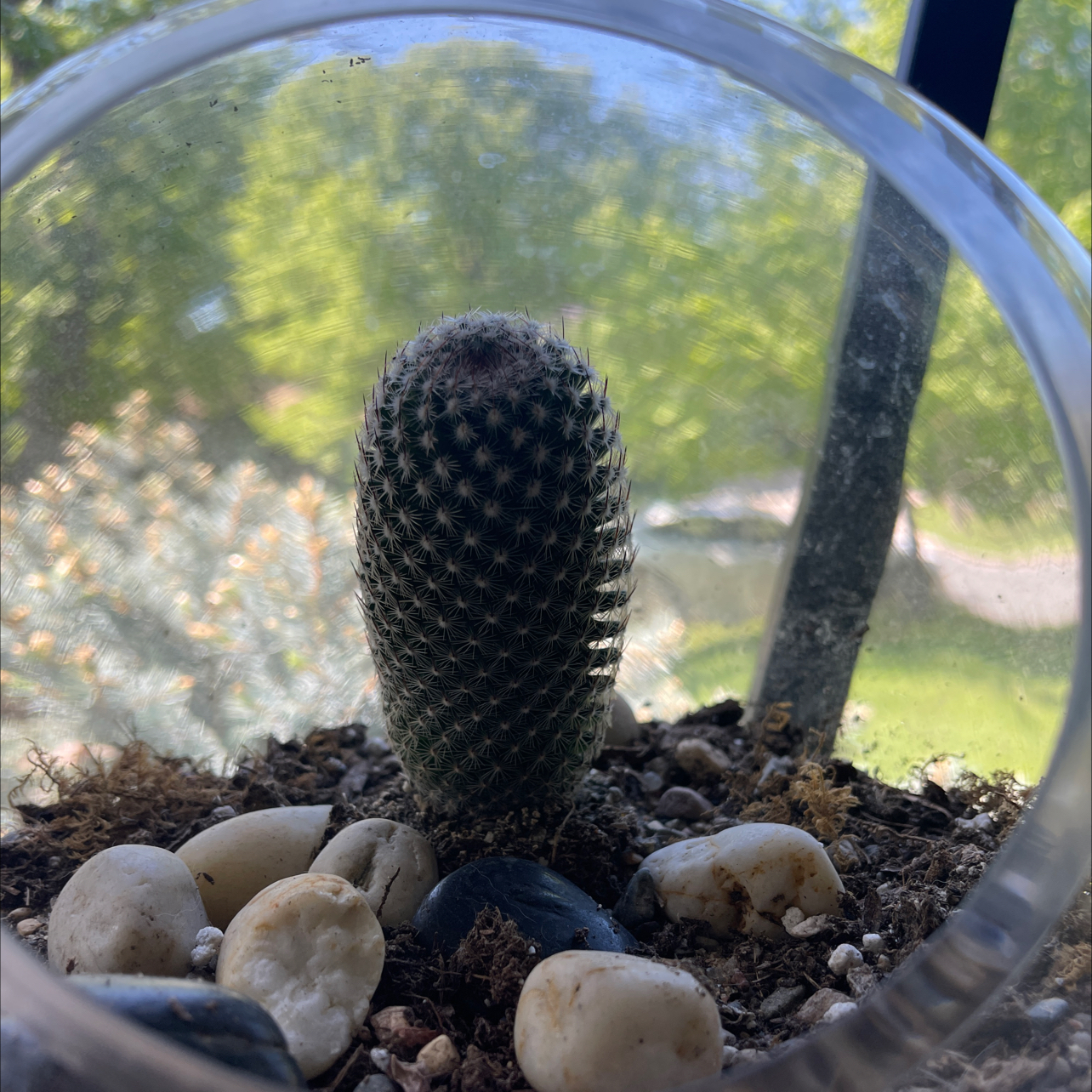Coryphantha erecta cactus in a pot with soil and decorative stones.