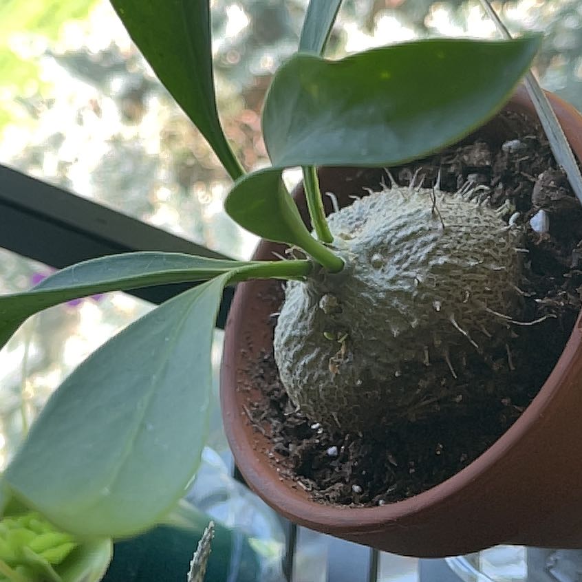 Photo of the plant species ant plant by @Sleepygoddess named Orchids unlimited on Greg, the plant care app