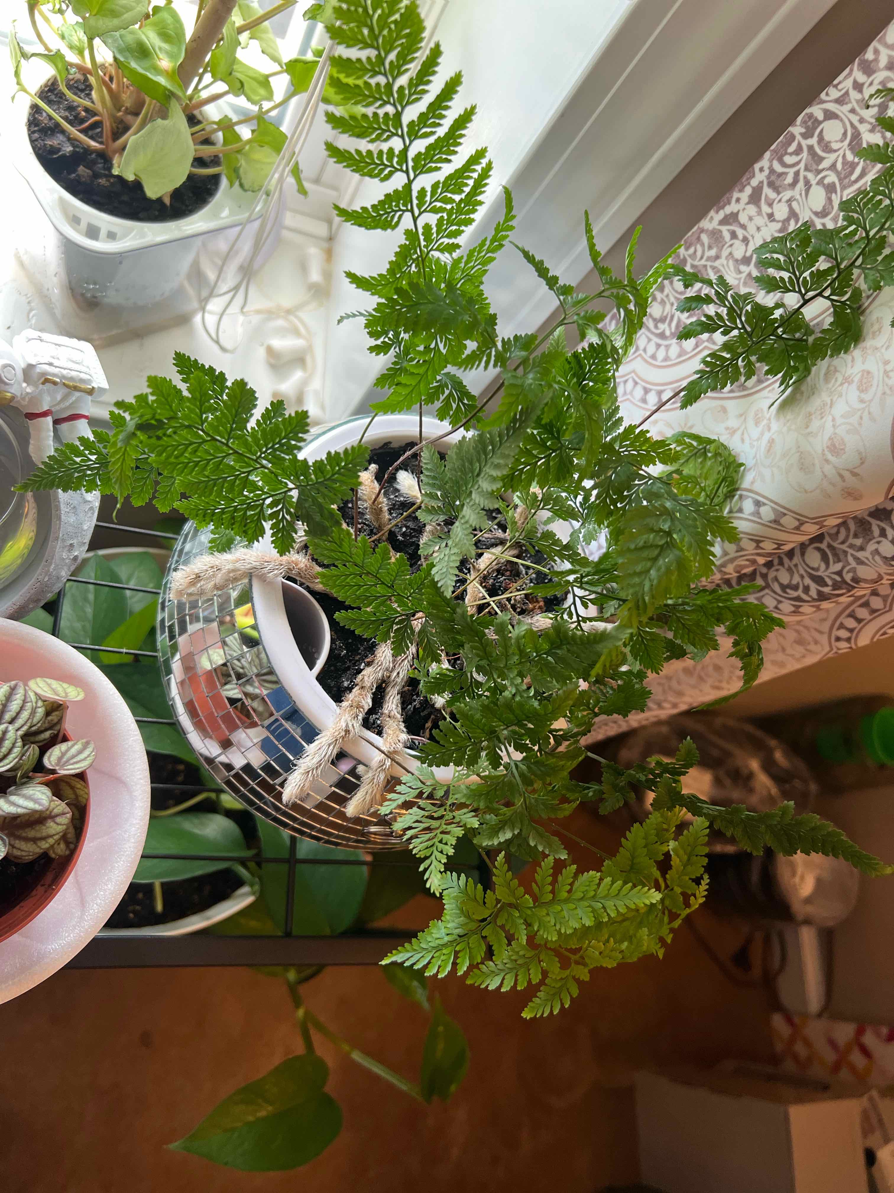 Davallia Fern in a pot near a window, healthy green fronds, no visible health issues.