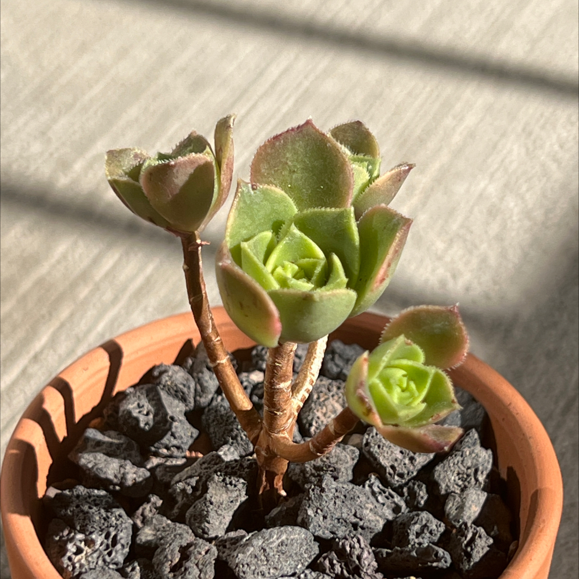 Kiwi Aeonium plant in a small pot with rocky soil, healthy green leaves with red edges.
