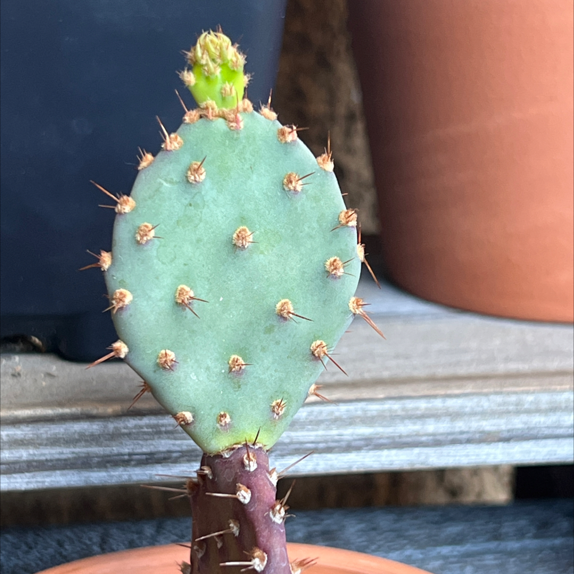 Bakersfield Beavertail Cactus with a new growth at the top, in a pot on a shelf.