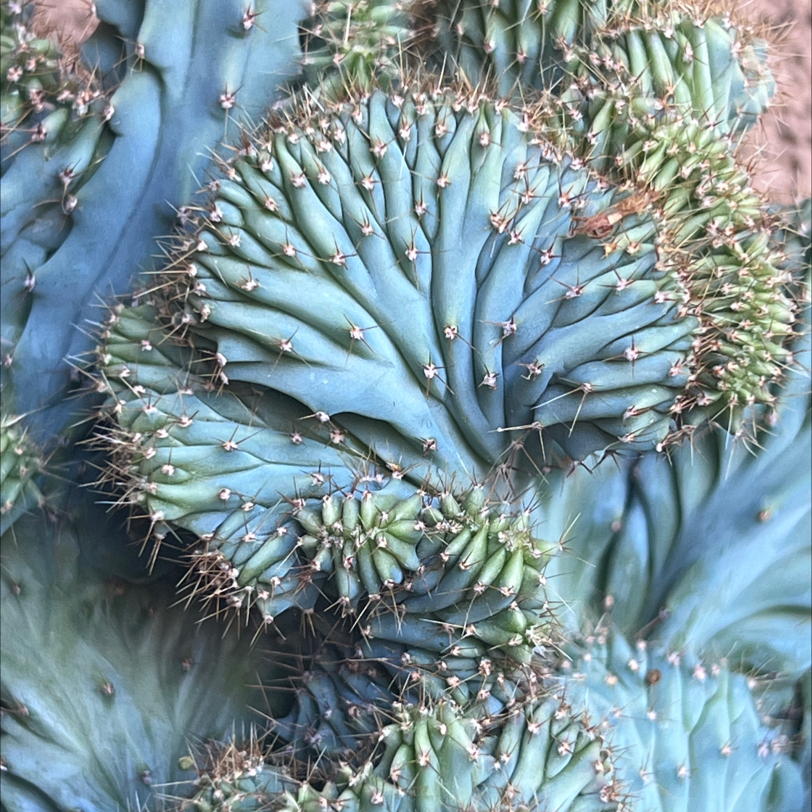 Close-up of a healthy Crested Blue Flame cactus with unique crested growth pattern.