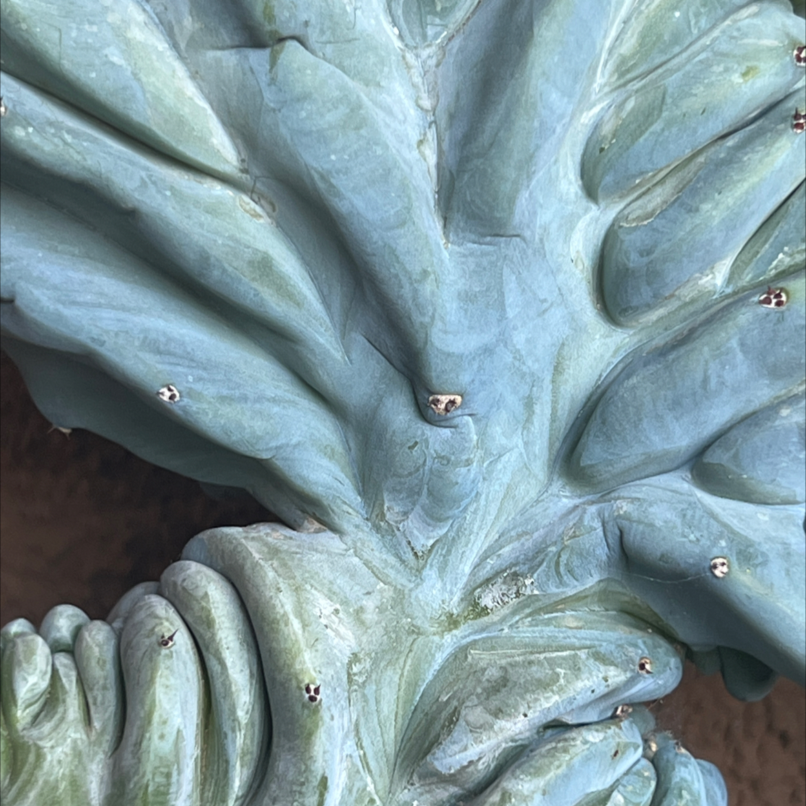 Close-up of a healthy Crested Blue Flame plant with thick, fleshy leaves.