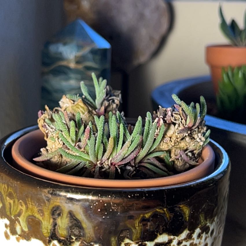 Plant care for Phyllobolus rabiei on Greg, the plant care app