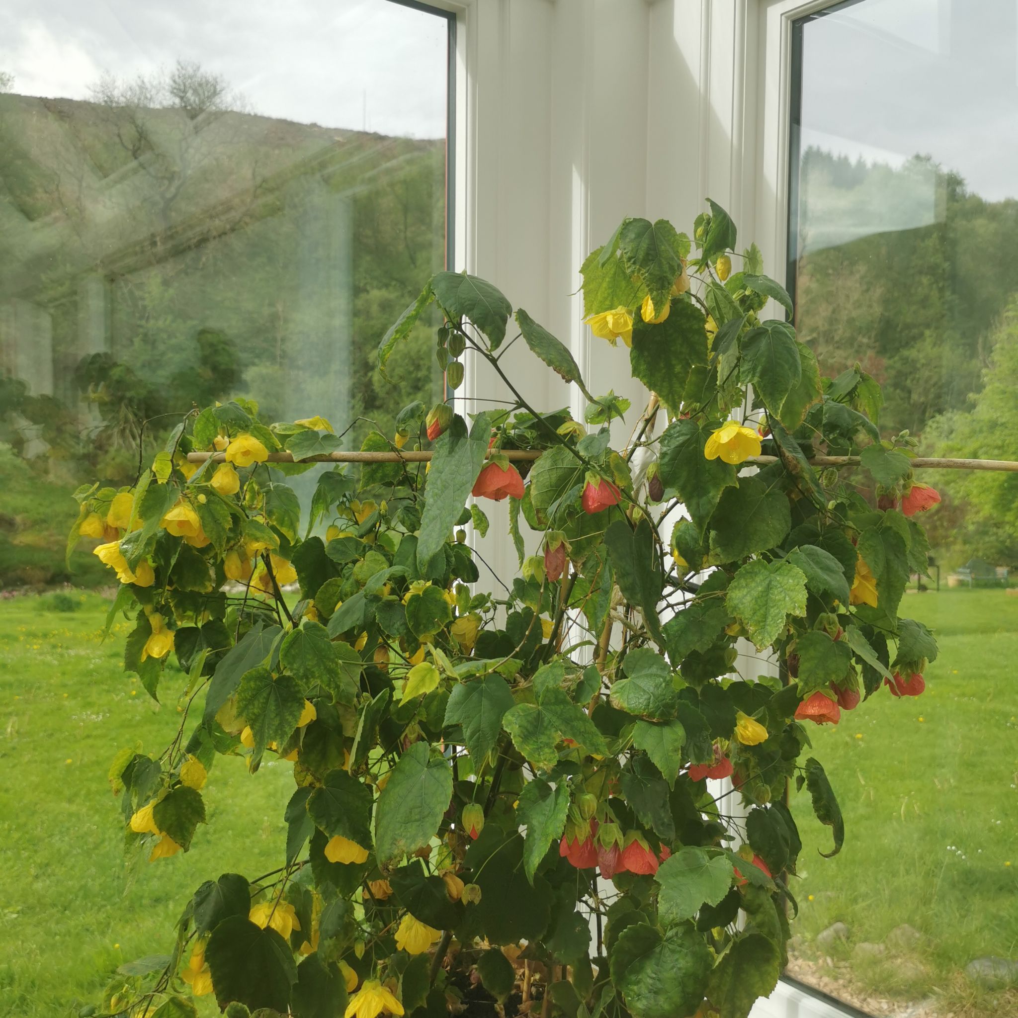 Abutilon Pictum plant with green leaves and yellow and red flowers near a window.