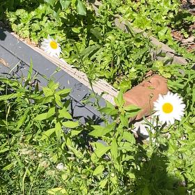 Photo of the plant species Max Chrysanthemum by @SincereCliantro named Doja Cat on Greg, the plant care app