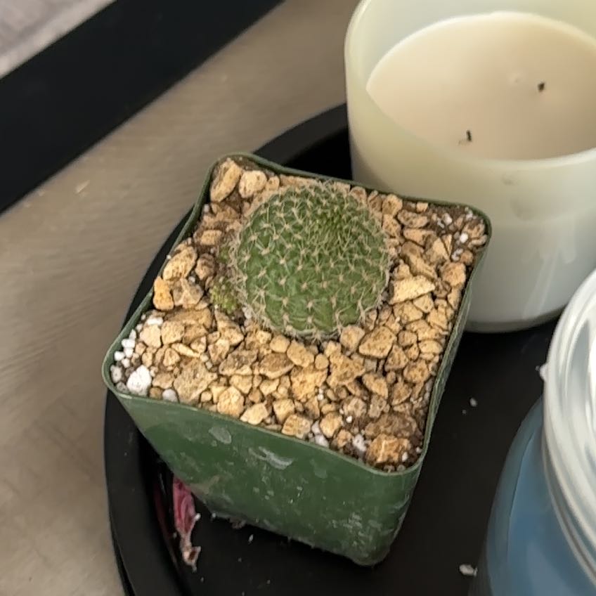 Photo of the plant species Crown Cactus by @GiftedHopsedge named Aristotle on Greg, the plant care app