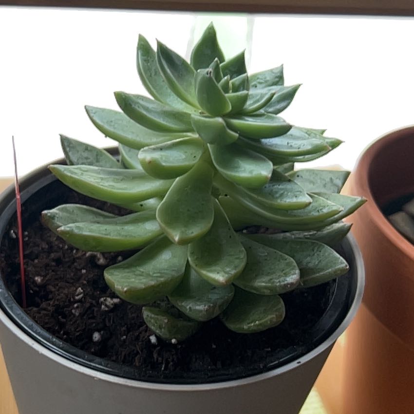 Photo of the plant species Sedum adolphi 'Lime Gold' by @frogsnrainbows named Leonardo on Greg, the plant care app