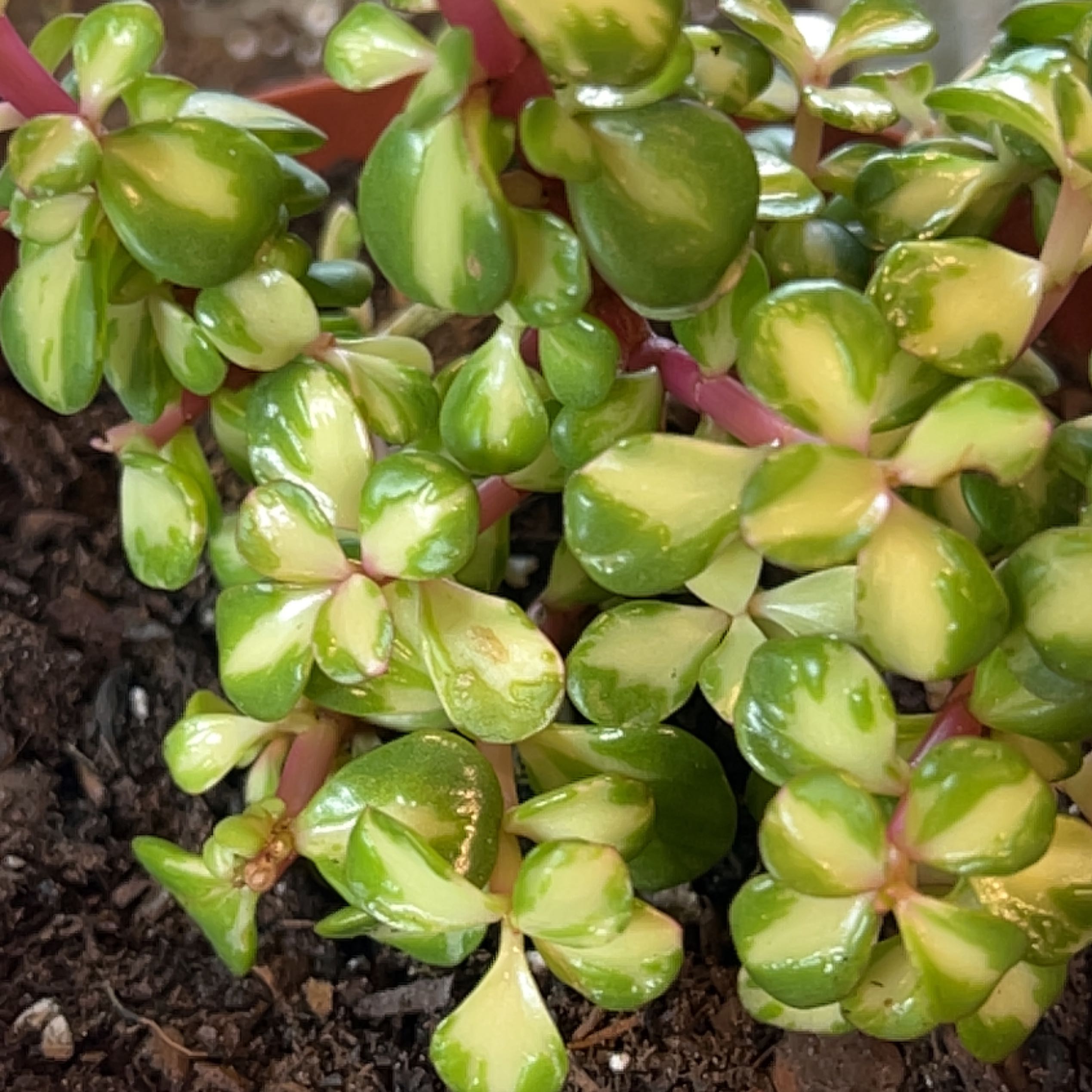 Portulacaria afra 'Kaleidoscope' with variegated green and yellow leaves, visible soil.