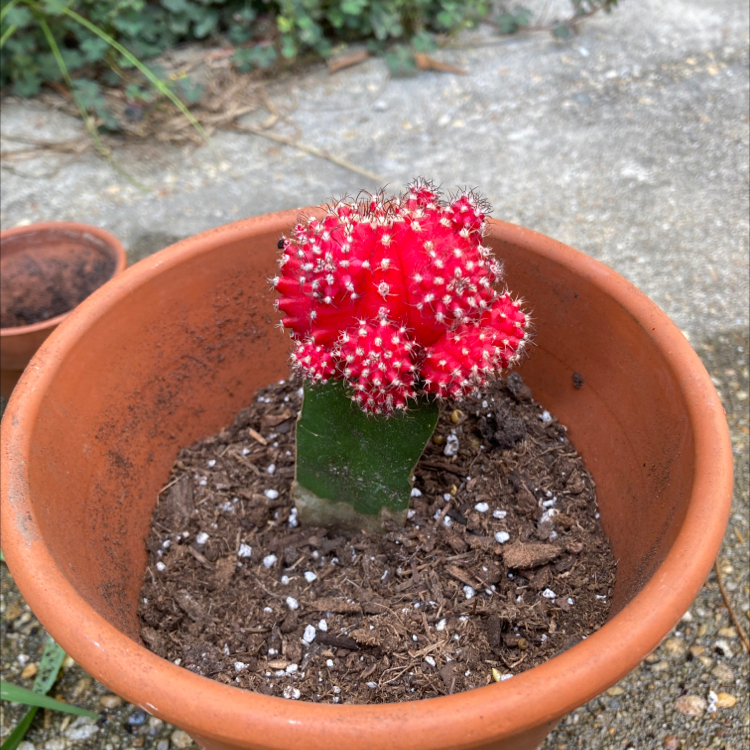 Moon Cactus plant photo by @Bigman named Hank on Greg, the plant care app.