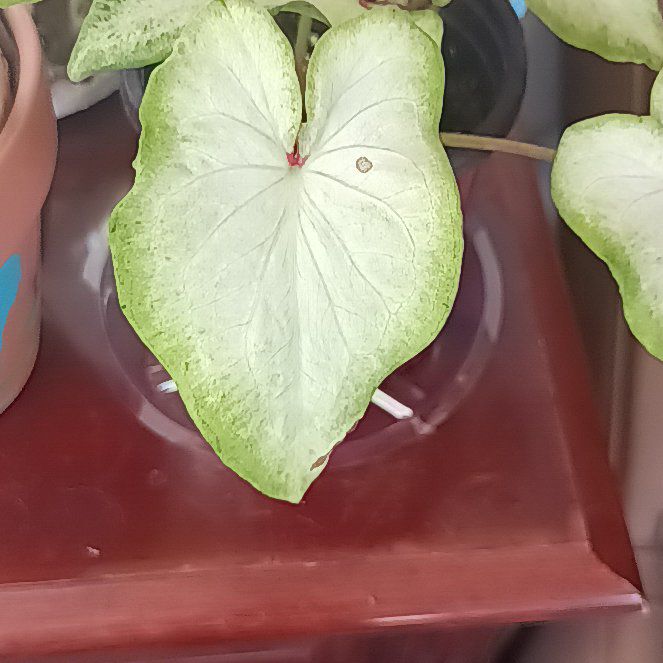 Photo of the plant species Caladium White Wonder by @StarSapote named Walt on Greg, the plant care app