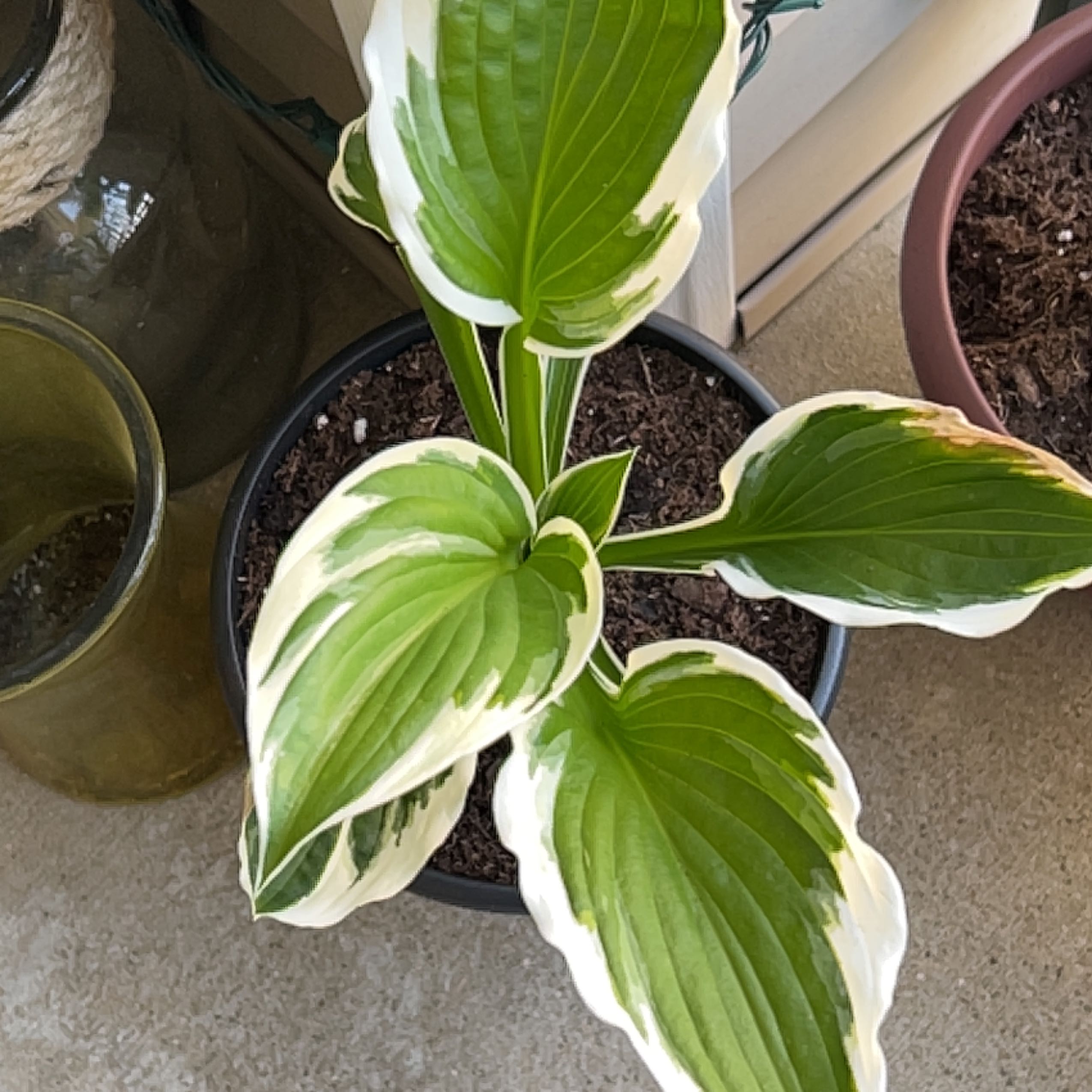 Photo of the plant species Minuteman Hosta by @CozyBogbirch named Hades on Greg, the plant care app