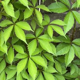 Photo of the plant species Virginia Creeper by @UnusualKohekohe named Harry on Greg, the plant care app