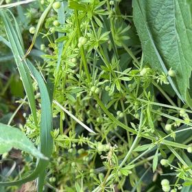 Photo of the plant species Goose Grass by @UnusualKohekohe named Tree Diddy on Greg, the plant care app