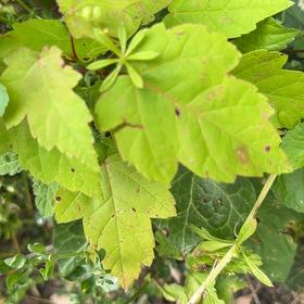 Photo of the plant species Fragrant Sumac by @UnusualKohekohe named Oscar on Greg, the plant care app
