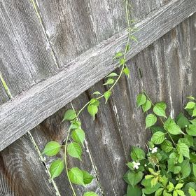 Photo of the plant species Fortune's Spindle by @UnusualKohekohe named Harper on Greg, the plant care app