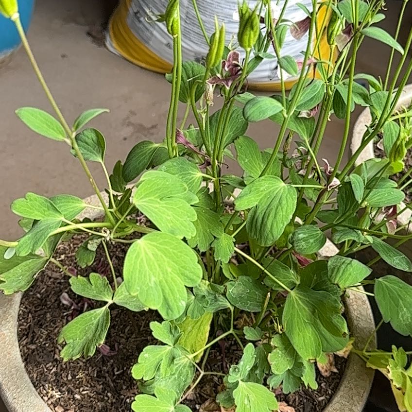 Photo of the plant species Columbine meadow-rue by @PremiumCapsicum named Keanu Leaves on Greg, the plant care app