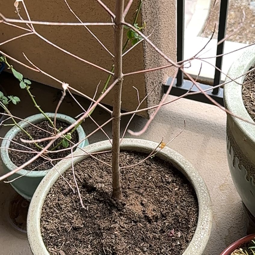 Photo of the plant species Dogwood by @PremiumCapsicum named Apollo on Greg, the plant care app
