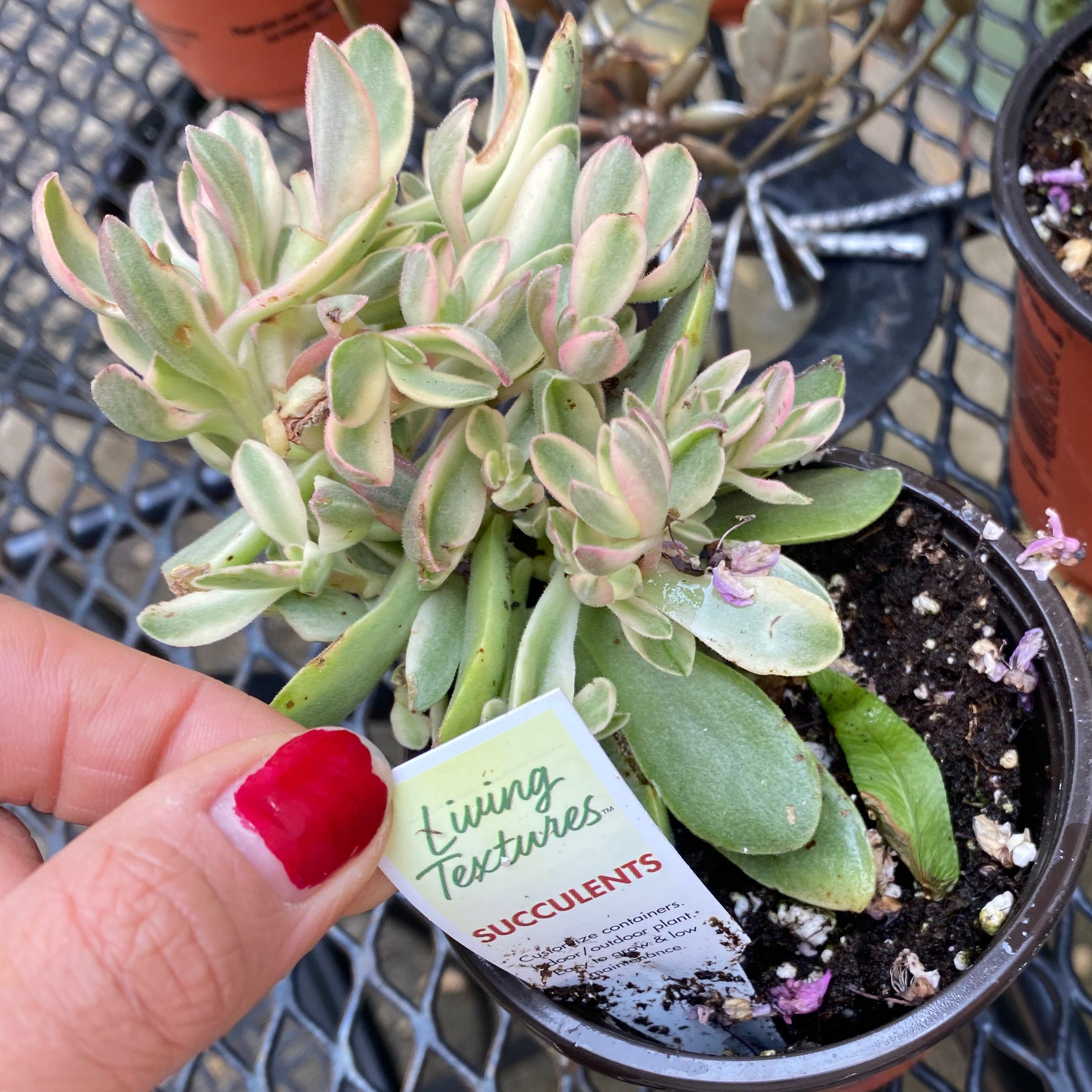 Variegated jade plant in a pot with a hand holding a label indicating the plant type.