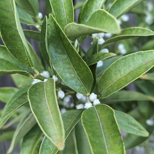 Photo of the plant species Nagami Kumquat by @kraelik named Surya on Greg, the plant care app