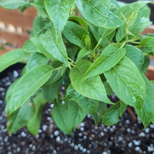 Photo of the plant species Hardy Kiwi Vine by @kraelik named Curie on Greg, the plant care app