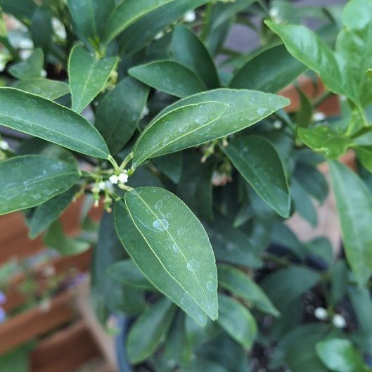 Photo of the plant species Nagami Kumquat by @kraelik named Rainier on Greg, the plant care app