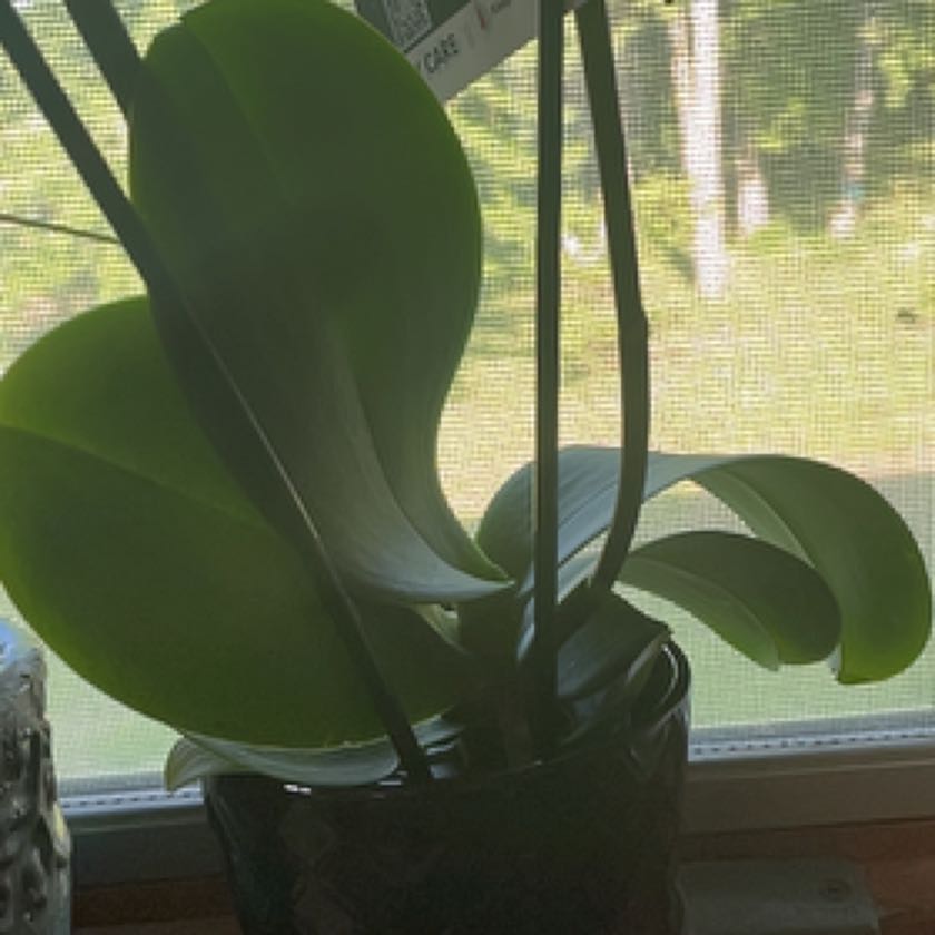 Photo of the plant species Western Orchid by @AdeptCapeweed named Foxxy on Greg, the plant care app