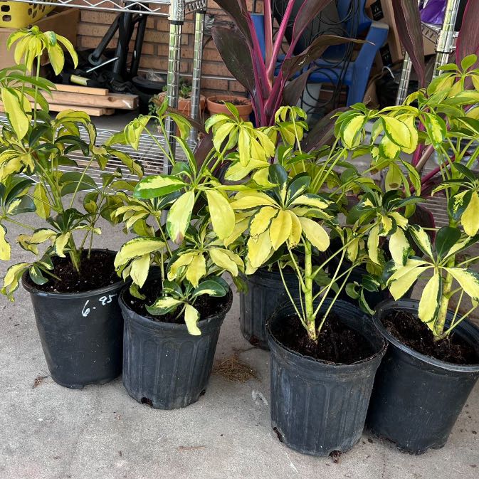 Photo of the plant species Varigated Dwarf Umbrella Tree by @SympatheticIvy named Planty on Greg, the plant care app