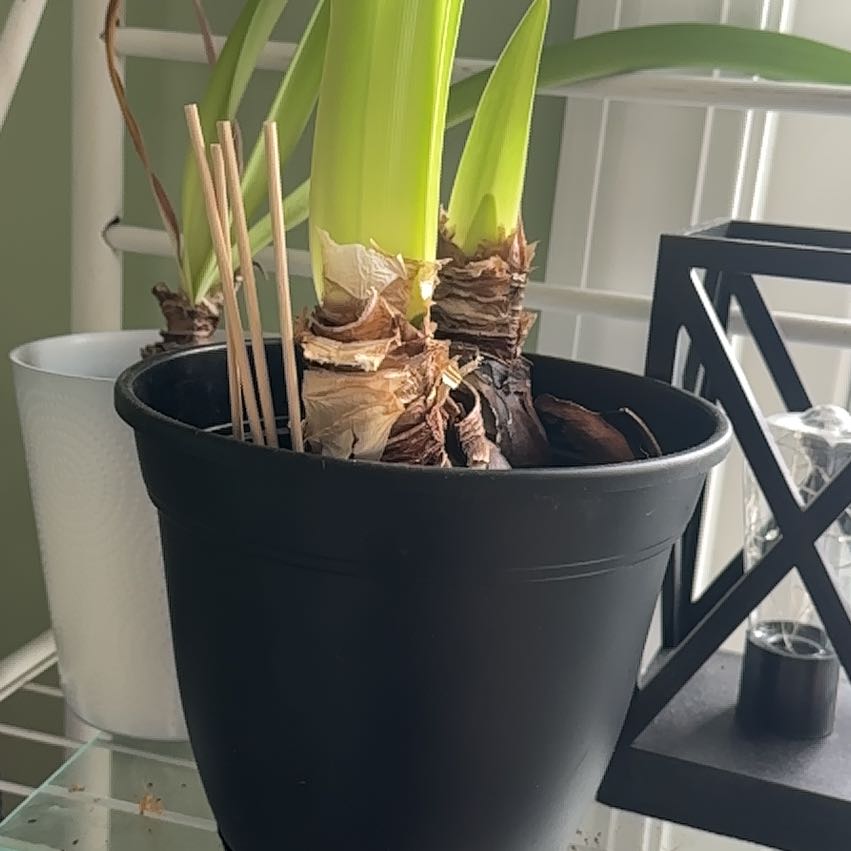 Photo of the plant species Dragon Amaryllis by @TycoonTawa named Kendall on Greg, the plant care app