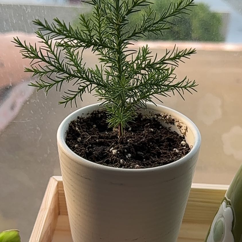 A young Japanese Cedar plant in a white pot on a wooden surface.
