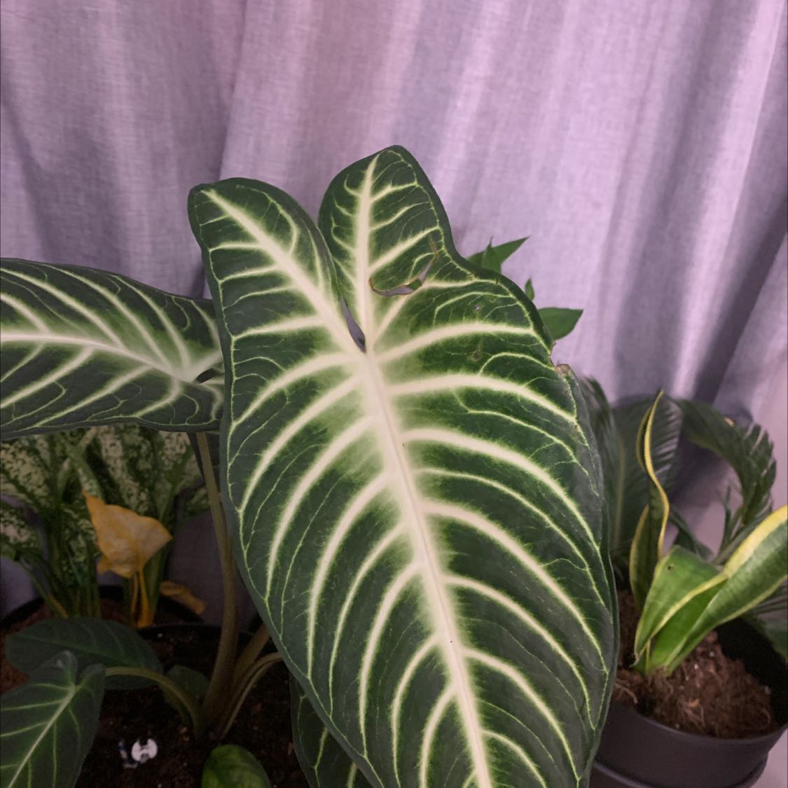 Caladium lindenii 'Magnificum' with prominent white veins on dark green leaves, other plants in background.