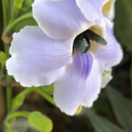 Photo of the plant species Thunbergia Grandiflora by @MajorCanna named Baesil on Greg, the plant care app