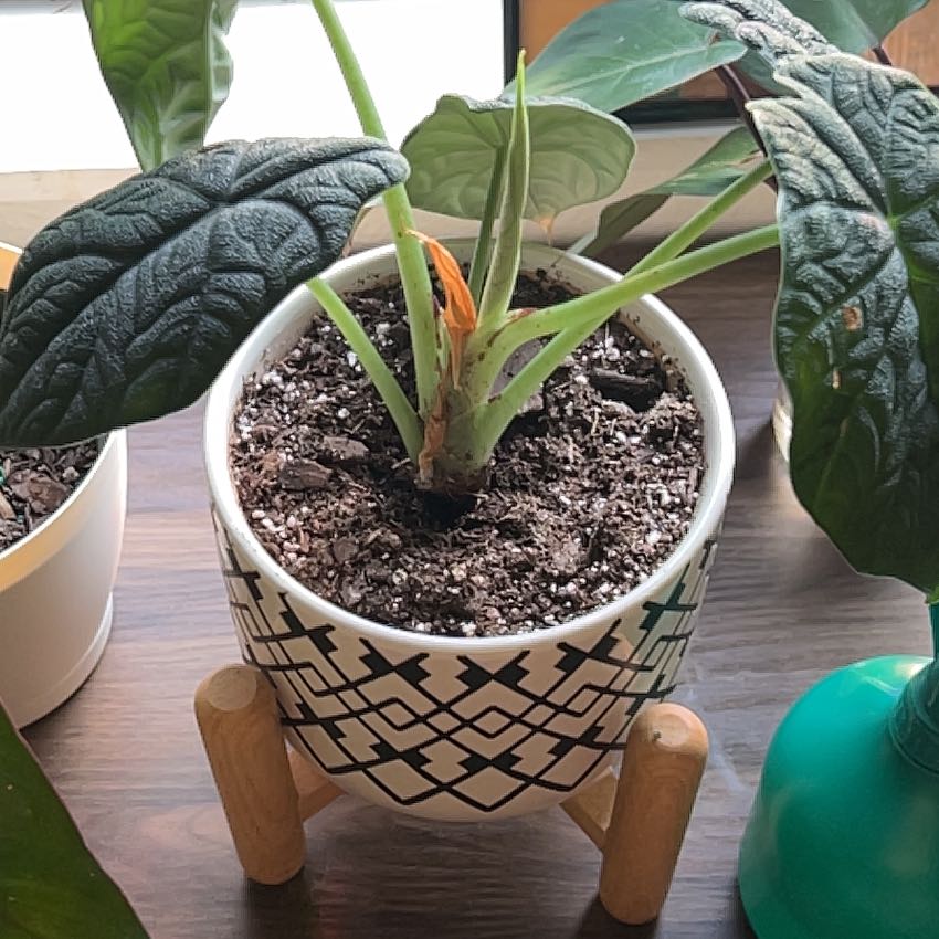 Photo of the plant species alocasia rhino skin by @LeafofFaith named Miley on Greg, the plant care app