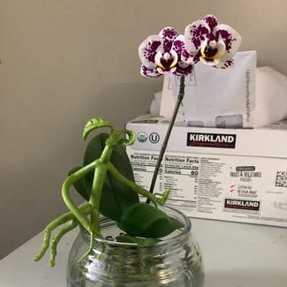 Phalaenopsis Orchid plant in Spokane, Washington