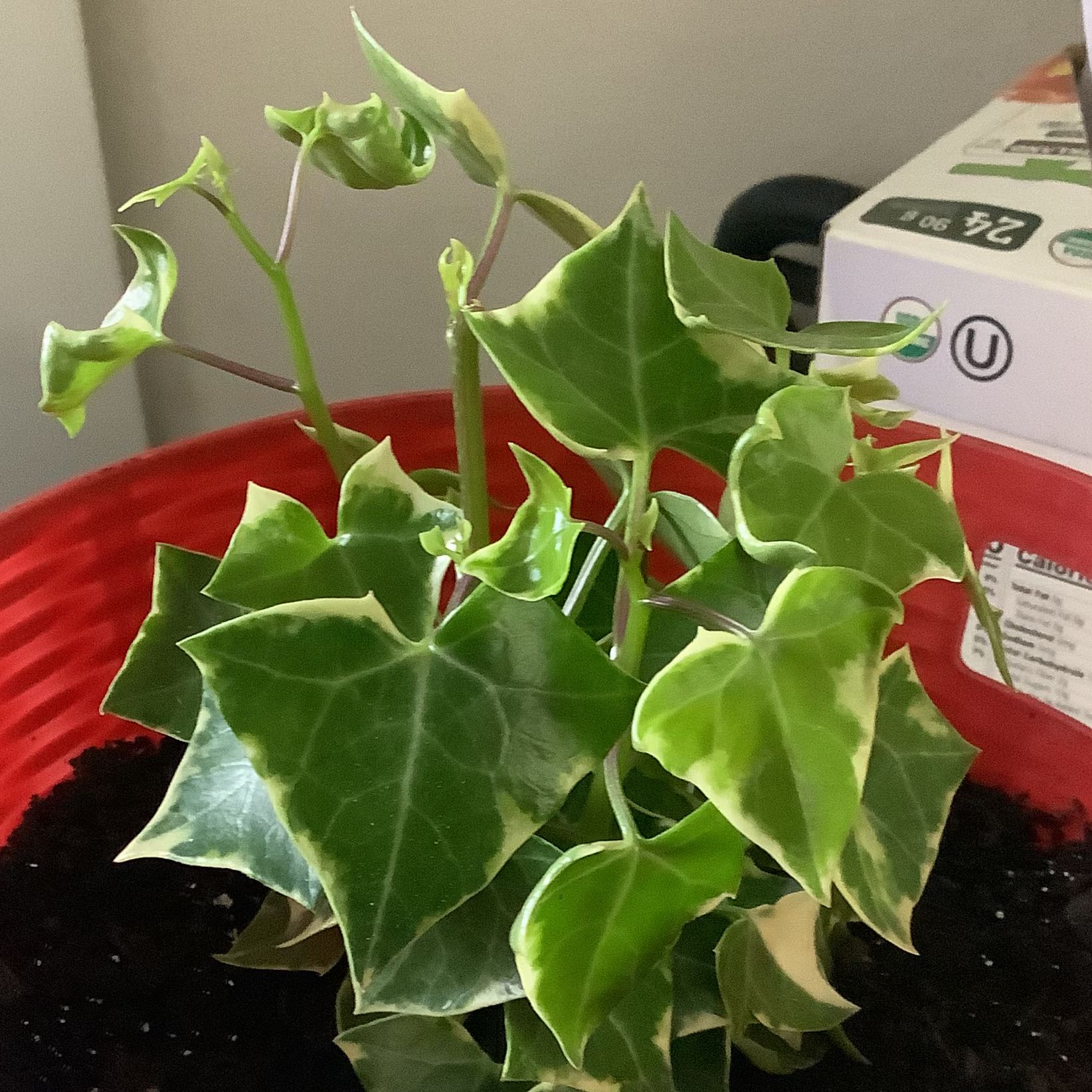 Variegated Wax Ivy plant in a red pot with visible soil and healthy variegated leaves.