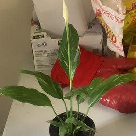 Peace Lily plant in Spokane, Washington