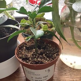 Photo of the plant species Sudachi Hybrid Yuzu by @Mamaowlbear named Lemington on Greg, the plant care app