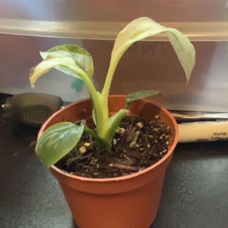 Sensation Peace Lily plant in Spokane, Washington