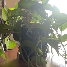 Photo of the plant species Flaming Sword by @EpitomeGarlic named Scarlett on Greg, the plant care app