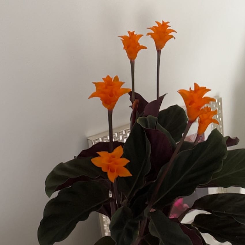 Photo of the plant species Goeppertia crocata by @SlickFlax named Duke on Greg, the plant care app