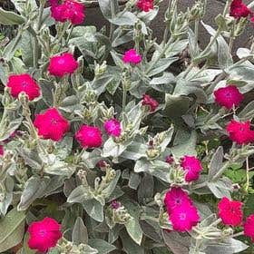 Photo of the plant species Lychnis Coronaria by @ExactRuby named fiori fucsia nonna on Greg, the plant care app