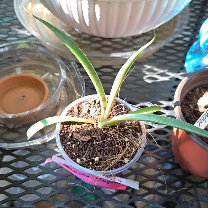 Photo of the plant species Mangave 'Pineapple Express' by @Polybotra named Babel on Greg, the plant care app