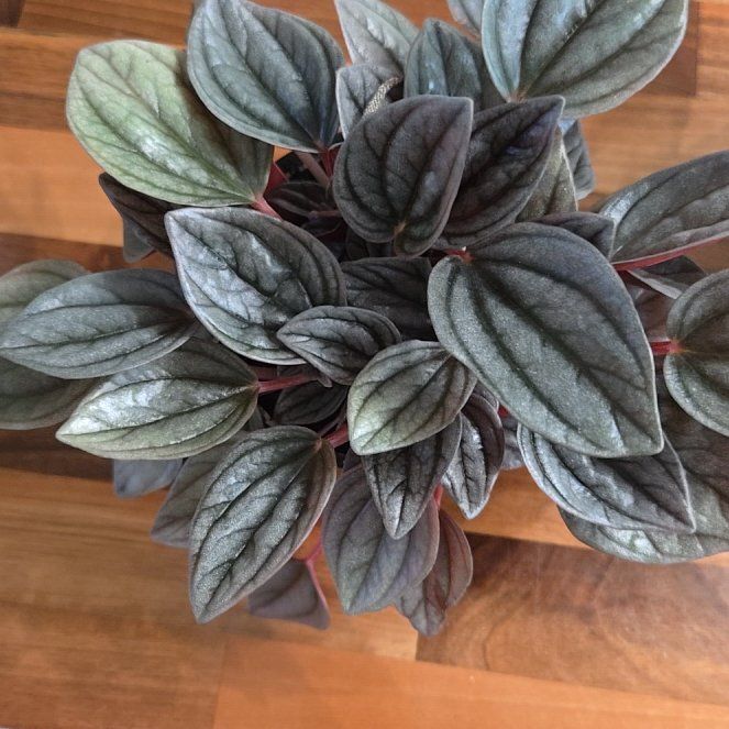 Photo of the plant species Radiator Plant by @Polybotra named Chinoiserie on Greg, the plant care app