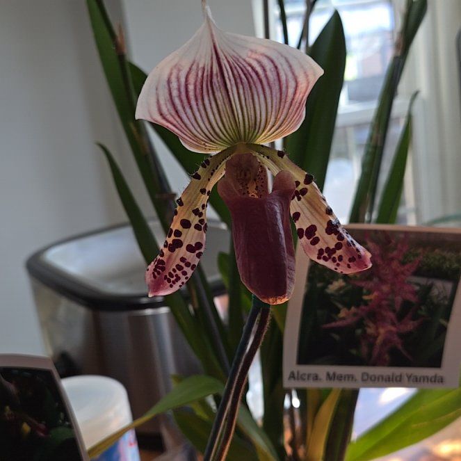 Photo of the plant species Paph. Supersuck ‘Eureka’ AM/AOS Raisin Pie Hsinying’ x sib by @Polybotra named Sterope on Greg, the plant care app