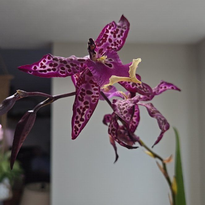 Photo of the plant species Aliceara Memoria Donald Yamada by @Polybotra named Alcyone on Greg, the plant care app