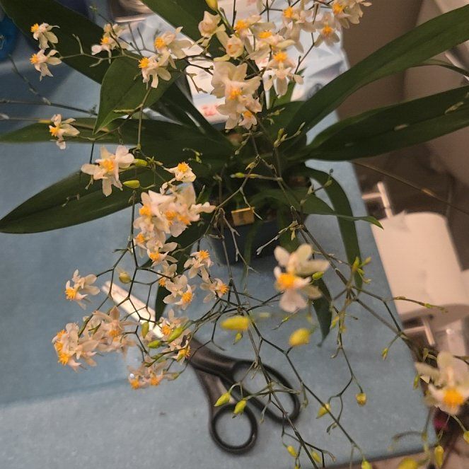 Photo of the plant species 'Fantasy' by @Polybotra named Taygete on Greg, the plant care app